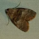 Sycamore Webworm Moth - Hodges#5604 - photo 2