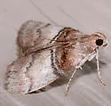 Sycamore Webworm Moth - Hodges#5604 - photo 3