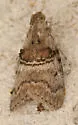 Sycamore Webworm Moth - Hodges#5604 - photo 4