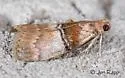 Sycamore Webworm Moth - Hodges#5604 - photo 5