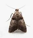 Pine Webworm - Hodges#5595 - Pococera robustella