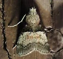 Pine Webworm - Hodges#5595 - photo 2