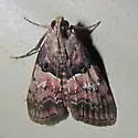 Pine Webworm - Hodges#5595 - photo 3