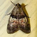 Pine Webworm - Hodges#5595 - photo 4