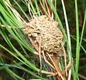 Pine Webworm - Hodges#5595 - photo 5