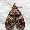 White-aproned Pococera Moth - Hodges#5596 - photo 2