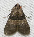 White-aproned Pococera Moth - Hodges#5596 - photo 3