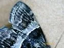 White-aproned Pococera Moth - Hodges#5596 - photo 4