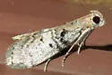 Cloaked Pococera Moth - Hodges#5602 - Pococera subcanalis