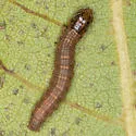 Cloaked Pococera Moth - Hodges#5602 - photo 2