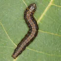 Cloaked Pococera Moth - Hodges#5602 - photo 3