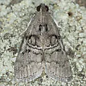 Cloaked Pococera Moth - Hodges#5602 - photo 4