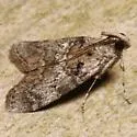 Cloaked Pococera Moth - Hodges#5602 - photo 5
