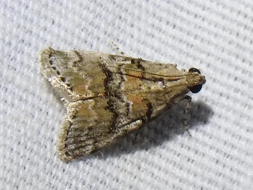 Pococera texanella - Hodges#5598
