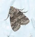 Pococera tiltella - Hodges#5616 - photo 2