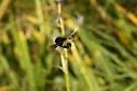 Pocota bomboides - photo 4