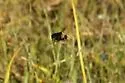 Pocota bomboides - photo 5
