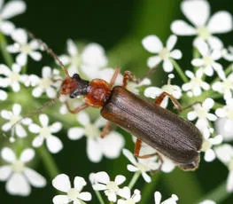 Podabrus alpinus