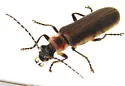 Podabrus appendiculatus