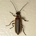 Podabrus appendiculatus - photo 3