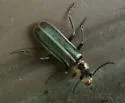Podabrus appendiculatus - photo 4
