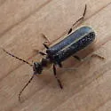 Podabrus appendiculatus - photo 5
