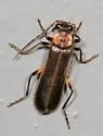 Podabrus basillaris