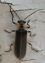 Podabrus basillaris - photo 2