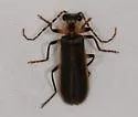 Podabrus basillaris - photo 4