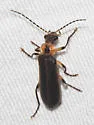 Podabrus basillaris - photo 5