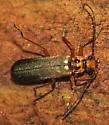 Podabrus binotatus