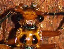 Podabrus binotatus - photo 2