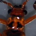 Podabrus binotatus - photo 3