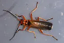 Podabrus binotatus - photo 4