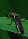 Podabrus brevicollis