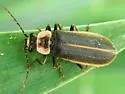 Podabrus brevicollis - photo 2