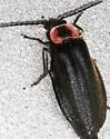 Podabrus brevicollis - photo 4