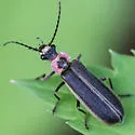 Podabrus brevicollis - photo 5