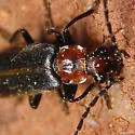 Podabrus brimleyi