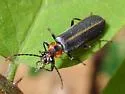Podabrus brimleyi - photo 3