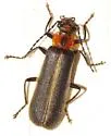 Podabrus brimleyi - photo 4
