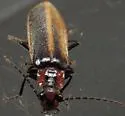 Podabrus brimleyi - photo 5