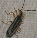 Podabrus brunnicollis