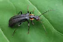 Podabrus diadema