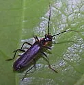 Podabrus diadema - photo 3