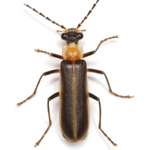 Podabrus flavicollis - photo 2