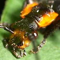 Podabrus frater - photo 3