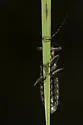 Podabrus frater - photo 5
