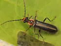 Podabrus intrusus - photo 2