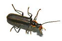 Podabrus intrusus - photo 3